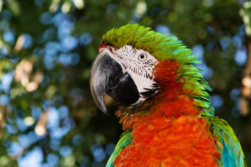 parrot ara likes to be photographed © chebonenko