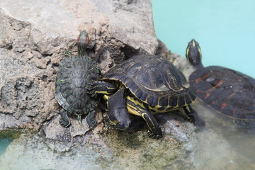 Turtle in Greece, 2017