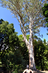 Jardim José do Canto in Ponta Delgada (Azoren)