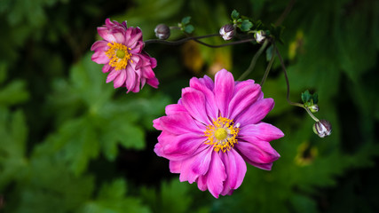 Obraz premium Pink cosmos isolated above a green, leafy undergrowth