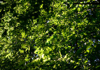 Fototapeta na wymiar Green maple leaves at summer.