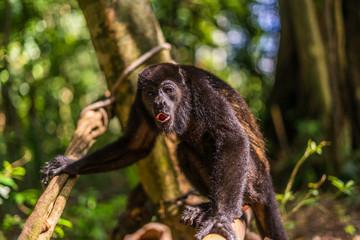 Brüllaffe auf einem Baum in Costa Rica