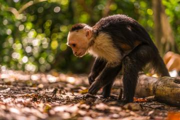 Kapuziner Affe in Costa Rica