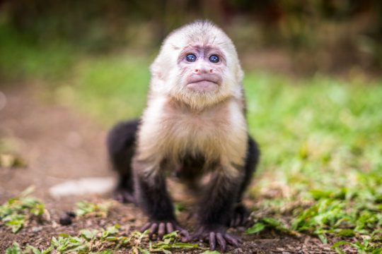 S&uuml;&szlig;er Kapuziner schaut in die Kamera Costa Rica