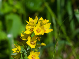 Garden or Yellow loosestrife, Lysimachia vulgaris, flowers close-up, selective focus, shallow DOF