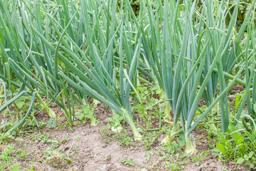 Green onions. Grass. Correct and healthy nutrition. For your design.