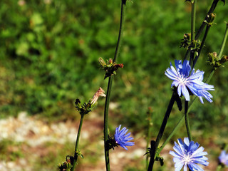 Fleurs bleu de montagne