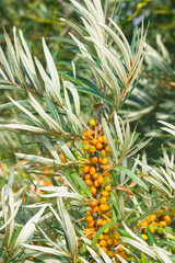 Sea buckthorn Hippophae berries riping on branch, close-up, selective focus, shallow DOF