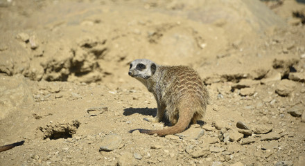 Fototapeta premium Suricate