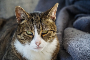 Katze auf Sofa Portrait