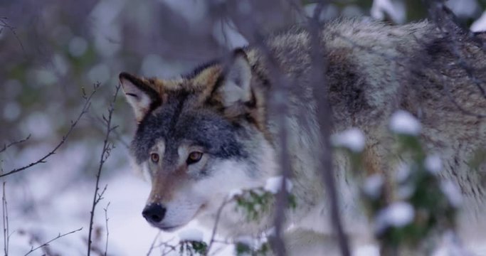 Magnificent wolf at a distance passing by in beautiful winter forest