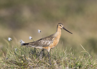 Bar-tailed Godwit