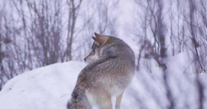 One wolf running in forest