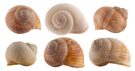 snail shells isolated on white background
