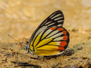 Fototapeta na wymiar A close up photo of a painted jezebel butterfly, taken in the mud of a Thailand national park