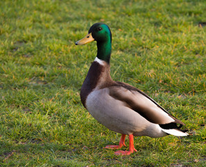 A male mallard duck proudly walks across the grass of Blackheath, Greenwich, London, England as the sun sets