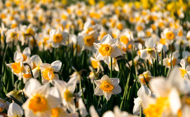 One daffodil flower stands out above the shorter sea of daffodils in Greenwich Park, London, England, United Kingdom