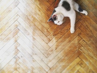 Black and White Cat on Wood Floor - Powered by Adobe