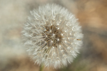 Obraz premium Dandelion 