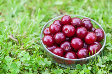 Cherry. Red delicious berry. summer. Vitamins. Juice. For your design.