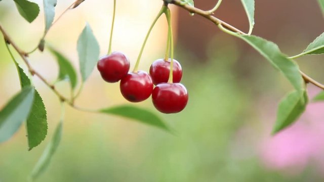 Cherry branch in garden