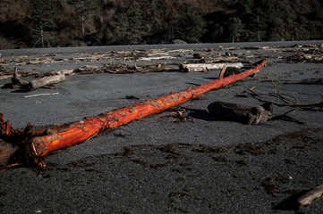Washed up Madrone