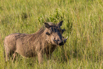 A large warthog stands in the long grass in the Eastern Cape Game reserves of South Africa on a sunny day, protecting its territory. It appears to be smiling, but the tusks say otherwise.