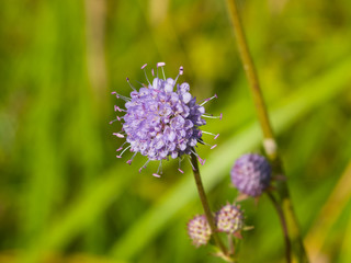Devil's bit Scabious or Succisa pratensis flower macro, selective focus, shallow DOF