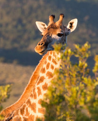 A head shot of a giraffe amongst the foliage in the eastern cape game reserves of South Africa