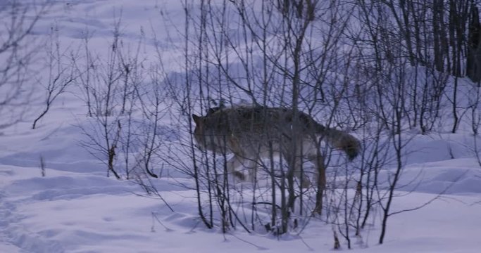 Close-up of a wolf pack walking in the forest a cold winter night