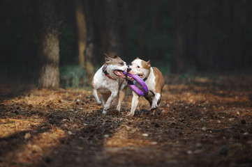 Two beautiful dogs play together and carry the toy to the owner. Aport performed by the American Staffordshire Terriers. Dogs run in the forest on a dark background