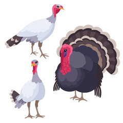 Turkeys on white background / There are three turkeys in cartoon style
