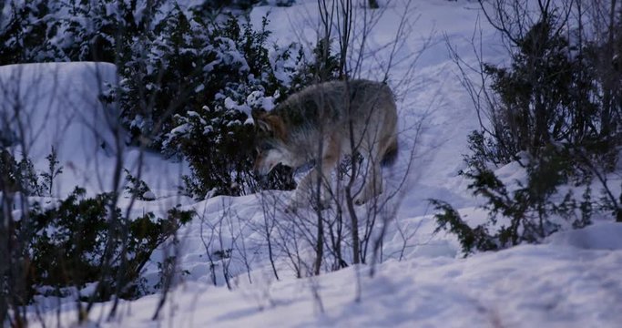 Wolf walking in the forest a cold winter night