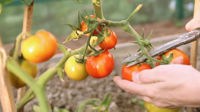 Cutting tomatoes in greenhouse