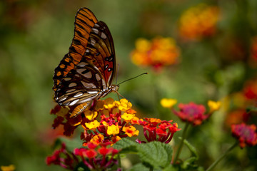 Butterfly Perched On Flowers