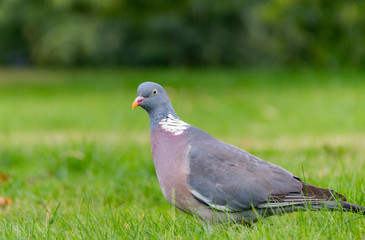 A common wood pigeon walks across the grass in Greenwich Park, London, England