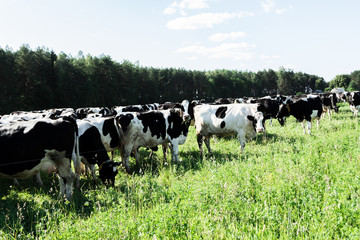 Spotted and black cows in a pasture