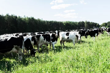 Crédence en verre imprimé Vache Spotted and black cows in a pasture