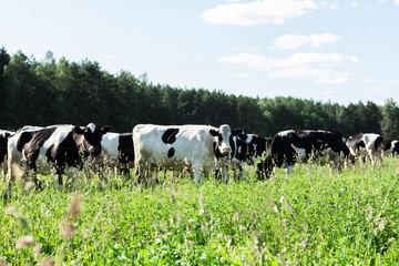 Spotted and black cows in a pasture