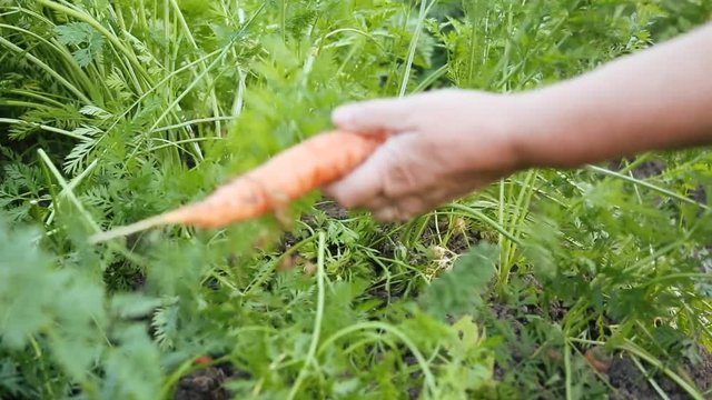 Pulling out carrots in the garden
