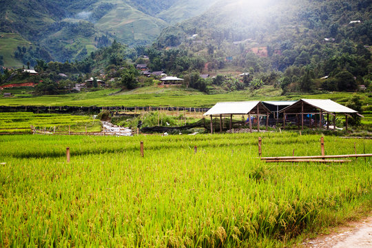 green rice fields in Ta Phin village, Sa Pa, Vietnam
