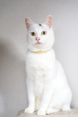 portrait of a white domestic cat