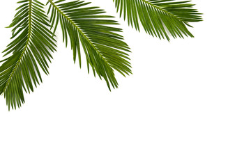 Obraz premium Tropical leaf palm tree Cycas revoluta (Sotetsu, sago palm, king sago, sago cycad, Japanese sago palm) on a white background. Top view, flat lay.