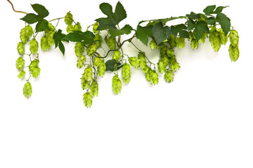 Twig of hop bines (Humulus) with hop cones on a white background with space for text
