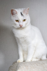portrait of a white domestic cat