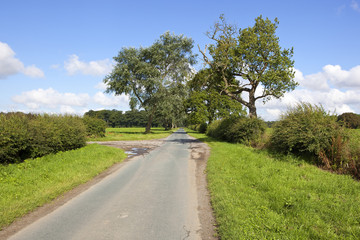 Fototapeta na wymiar country road and old trees
