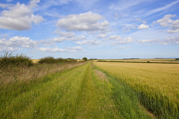 grassy bridleway and barley