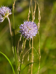 Devil's bit Scabious or Succisa pratensis flower macro, selective focus, shallow DOF