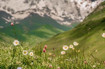 Beautiful mountain flowers in the background of high mountains