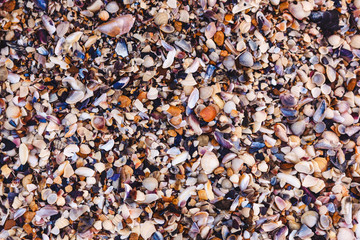 the shells on the sea shore. closeup.